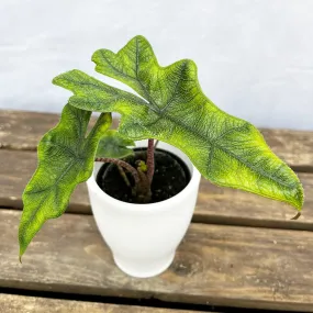 10 - 15cm Alocasia Jacklyn Elephant Ear House Plant 7cm Pot