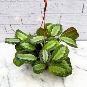 20 - 30cm Maranta Silver Band Prayer House Plant 14cm Hanging Pot